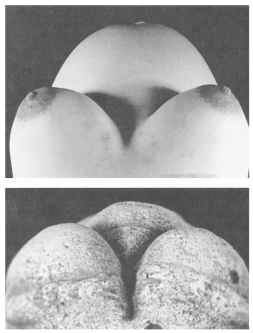 venus and pregnant woman